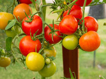 Tomatoes von Louise Heusinkveld