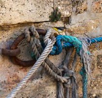 Wagtail and Mooring Rope by Louise Heusinkveld