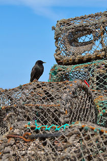 Starling on Lobster Pots von Louise Heusinkveld