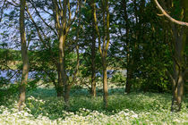 White Carpet of Flowers von Louise Heusinkveld