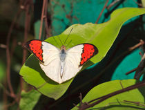 Great Orange Tip Butterfly by Louise Heusinkveld