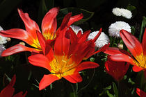 Red Tulips and White Daisies by Louise Heusinkveld