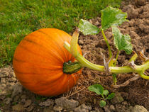 Ripe Pumpkin by Louise Heusinkveld