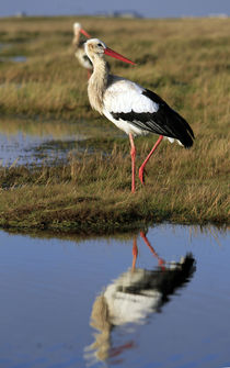 Storch by jaybe