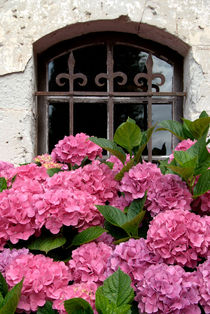 Hydrangeas before window - Hortensien vor Fenster by Ralf Rosendahl