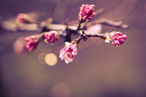 Winterblüten von sylbe