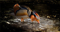 Ente auf Eis / Duck on ice von Barbara  Keichel