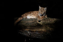 Luchs by Barbara  Keichel