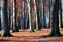 ...im letzten Herbstkleid by Ivonne Wentzler