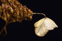 HERBST-TANZ von Beate Radziejewski