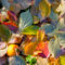 R-ral-autumn-colors