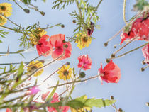 Blumenwiese 3 von Katrin Lantzsch