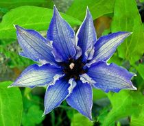 Blaue Blume von aidao