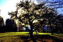 Obstgarten von aidao