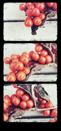 Seed Pods Triptych by Sybille Sterk