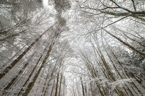 Winterwald 2 von Thomas Joekel