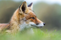 Fox on the prowl von Marcel Derweduwen