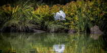 Egret's World by Chris Lord