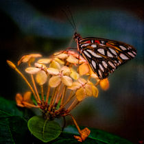 Tropical Butterfly von Chris Lord