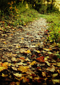 Feet Firmly on the Path by Sybille Sterk