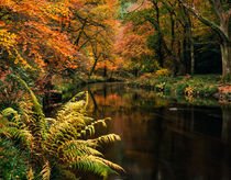 River Through Woodland Autumn Colours von Craig Joiner