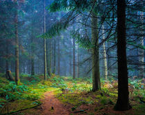 Forest Pathway by Craig Joiner