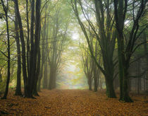 Misty Beech Tree Woodland by Craig Joiner