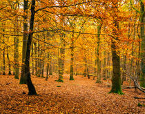 Beech Leaves Autumn Colour von Craig Joiner