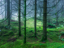 Moss Carpeted Forest