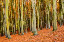 Beech Trees von Craig Joiner