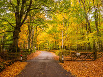 Country Lane Through Autumn Woodland by Craig Joiner