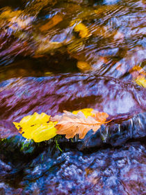 Leaves in Horner Water von Craig Joiner