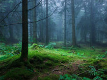 Pathway Through A Misty Forest von Craig Joiner