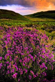 lucky heather by meirion matthias