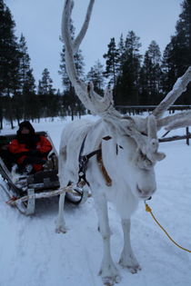 Reindeer rides by Christina McGrath