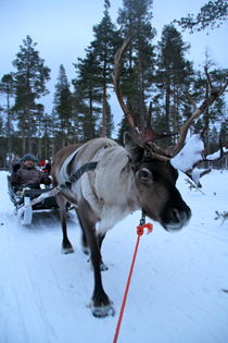 Reindeer ride by Christina McGrath