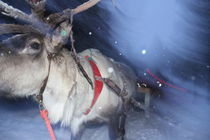 Reindeer dash von Christina McGrath