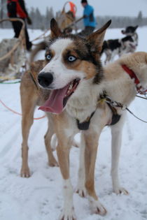 Husky Race by Christina McGrath