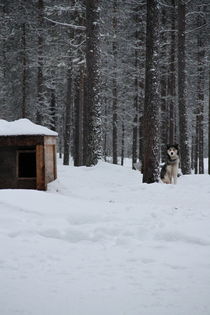 Husky Farm  by Christina McGrath