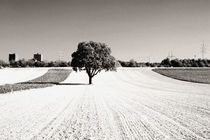 Der alte Baum by Bastian  Kienitz