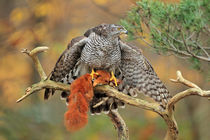 Northern Goshawk by bia-birdimagency