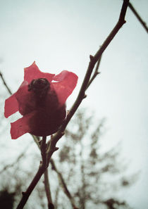 Rosehip von Sybille Sterk