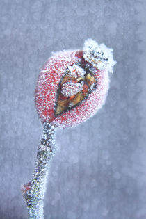 Hagebutte bei Frost von Christine Bässler