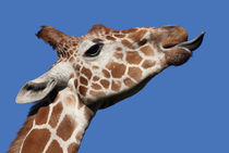 Giraffe von Mary Lane
