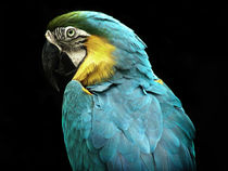 Parrot von Mary Lane
