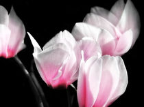 Pink Cyclamen by Mary Lane