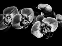 Silver Orchids by Mary Lane