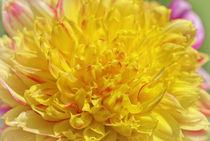 Yellow Mum von Mary Lane