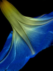 Blue morning glory (Prunkwinde) by Dagmar Laimgruber