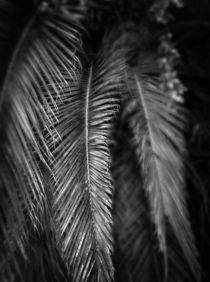 palm leaves by dayle ann  clavin